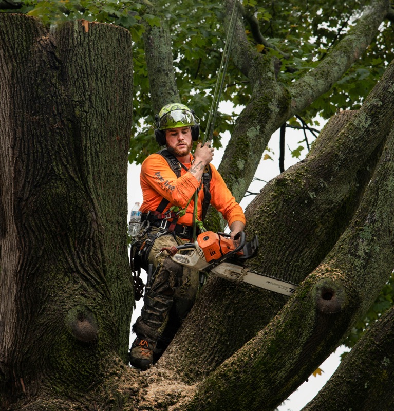 Hazard Oak Removal — example project